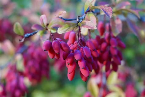 european barberry benefits